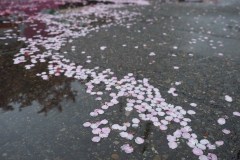 山本_散った恋（組写真）