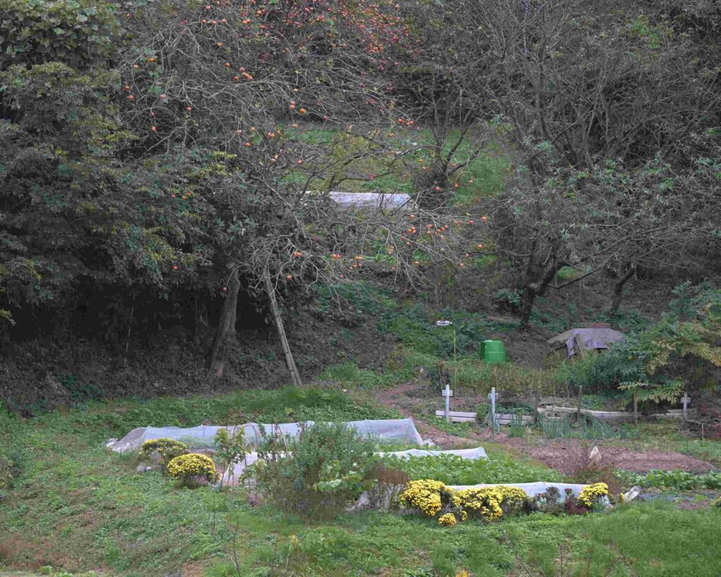 撮影地：横須賀市野比、撮影日：２０２５年１１月